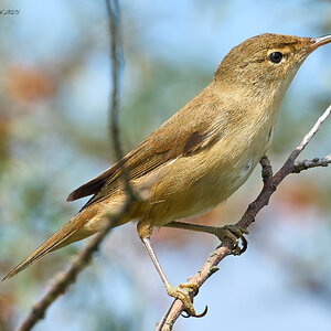 reed warbler 2025  1.jpg