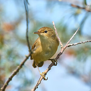 reed warbler 2025 2.jpg