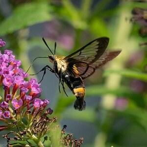 Snowberry Clearwing Sphinx Moth