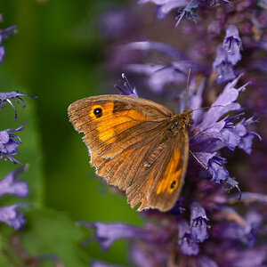 meadow brown in Greenwich-3.jpg