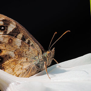 Speckled Brown on Gladiolus.jpg
