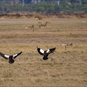 Duck n roos 2-r.jpg