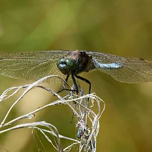 dragonfly 2025_2.jpg