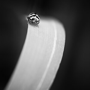 Lady Bug on Leaf.jpg