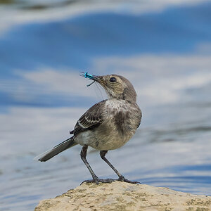 pied wagtail 2025_14.jpg