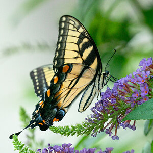 eastern Tiger swallowtail