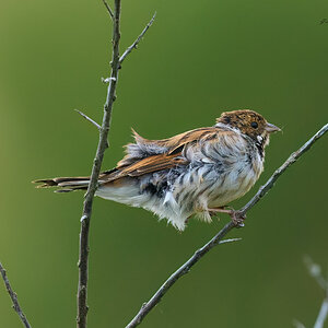 reed bunting 2025_41.jpg