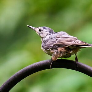 White-Breasted Nuthatch - Ashland - 08172025 - 01 - DN.jpg
