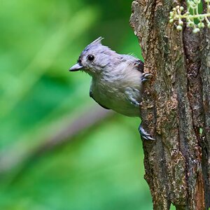 Tufted Titmouse - Ashland - 08172025 - 01 - DN.jpg
