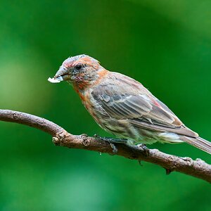 House Finch - Ashland - 08172025 - 04 - DN.jpg