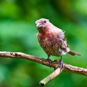 House Finch - Ashland - 08172025 - 01 - DN.jpg