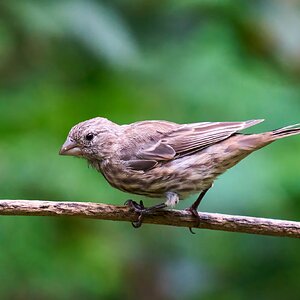 House Finch - Ashland - 08172025 - 02 - DN.jpg