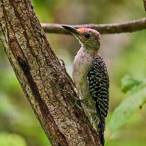 Red-Bellied Woodpecker - Ashland - 08172025 - 02 - DN.jpg