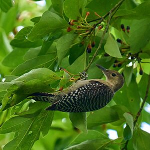 Red-Bellied Woodpecker - Ashland - 08172025 - 01 - DN.jpg