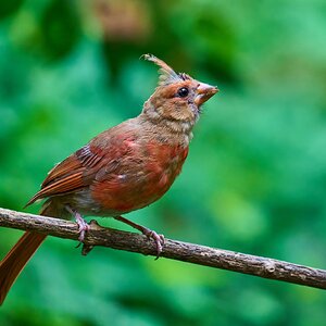 Northern Cardinal - Ashland - 08172025 - 05 - DN.jpg