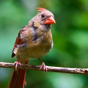 Northern Cardinal - Ashland - 08172025 - 01 - DN.jpg