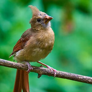 Northern Cardinal - Ashland - 08172025 - 02 - DN.jpg