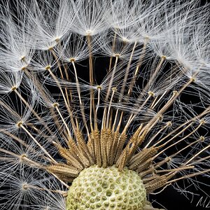 dandelion20250814fb.jpg