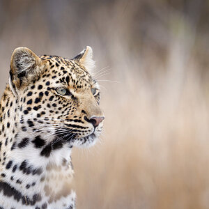 African Leopard.jpg