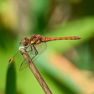 dragonfly 2025_4.jpg