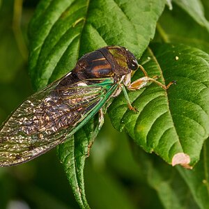 Swamp Cicada - Ashland - 08172025 - 03 - DN.jpg