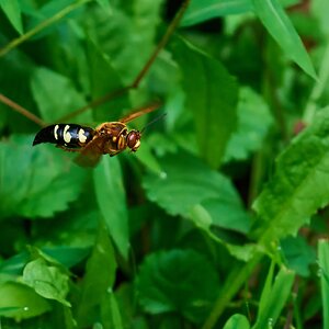 Eastern Cicada-Killer Wasp - Ashland - 08172025 - 10 - DN.jpg