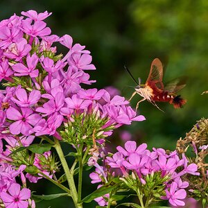 Hummingbird Clearwing - Ashland - 08172025 - 02 - DN.jpg