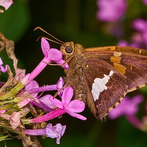 Silver-Spotted Skipper - Ashland - 08172025 - 02 - DN.jpg