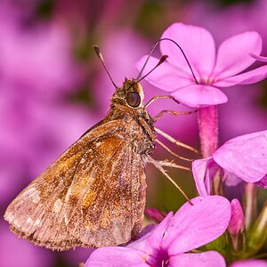 Zabulon Skipper - Ashland - 08172025 - 02 - DN.jpg