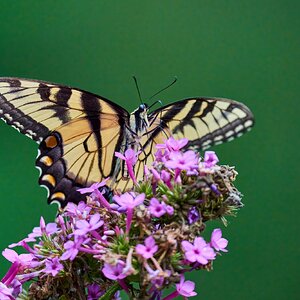 Eastern Tiger Swallowtail - Ashland - 08172025 - 02 - DN.jpg