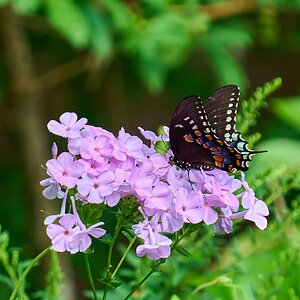 Spicebush Swallowtail - Ashland - 08172025 - 02 - DN.jpg