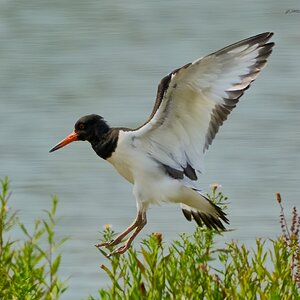 oyster catcher 2025_6.jpg
