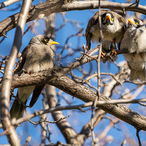 _7RV6257_Noisy_Miners_1.jpg
