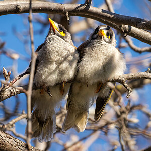 _7RV6262_Noisy_Miners_2.jpg