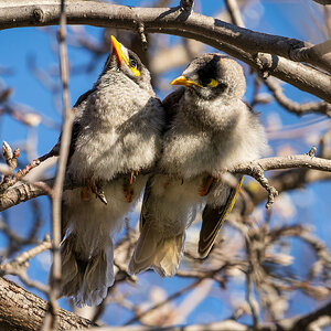 _7RV6264_Noisy_Miners_3.jpg