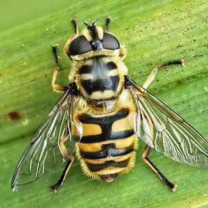 25A02907-24myathropa florea.jpg