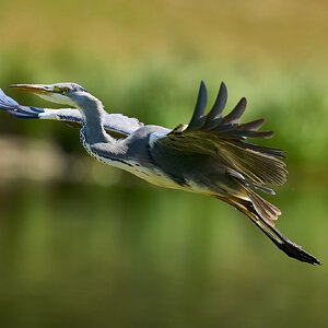 heron 2025.jpg