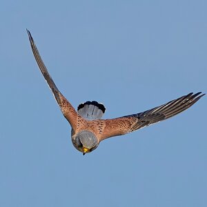 kestrel 2025 301.jpg