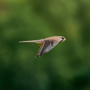 kestrel 2025 295.jpg