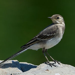 pied wagtail 2025_15.jpg