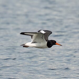 oyster catcher 2025_9.jpg