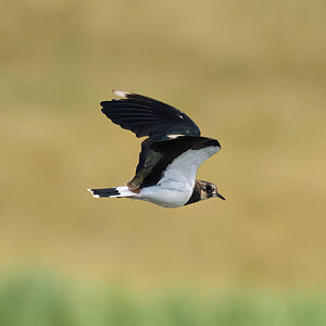 lapwing 2025_6.jpg