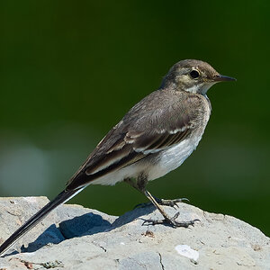 pied wagtail 2025_17.jpg