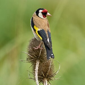 goldfinch 2025_13.jpg