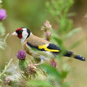 goldfinch 2025_16.jpg