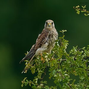 kestrel 2025 294.jpg