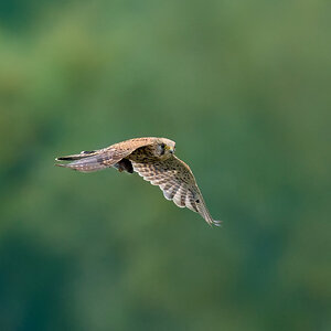 kestrel 2025 281.jpg