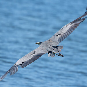 heron 2025 55.jpg