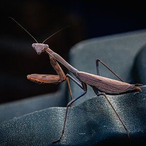 KD-Praying Mantis.jpg