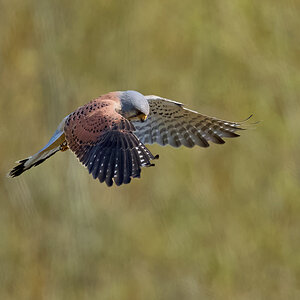 kestrel 2025_1.jpg